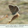 polyommatus cyaneus akhaltsikhe male 2